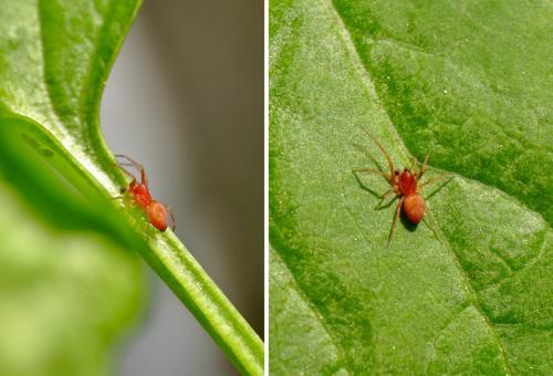Nigma sp.